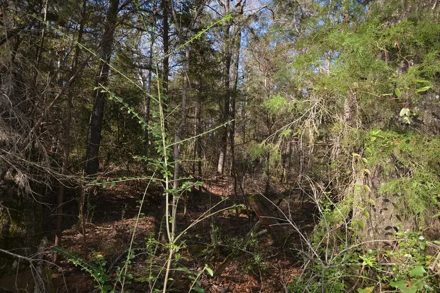 4827 Fm 227, Grapeland, TX 75844 - Image #2