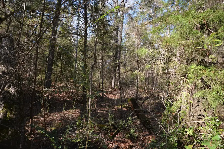 4827 Fm 227, Grapeland, TX 75844 - Image #3