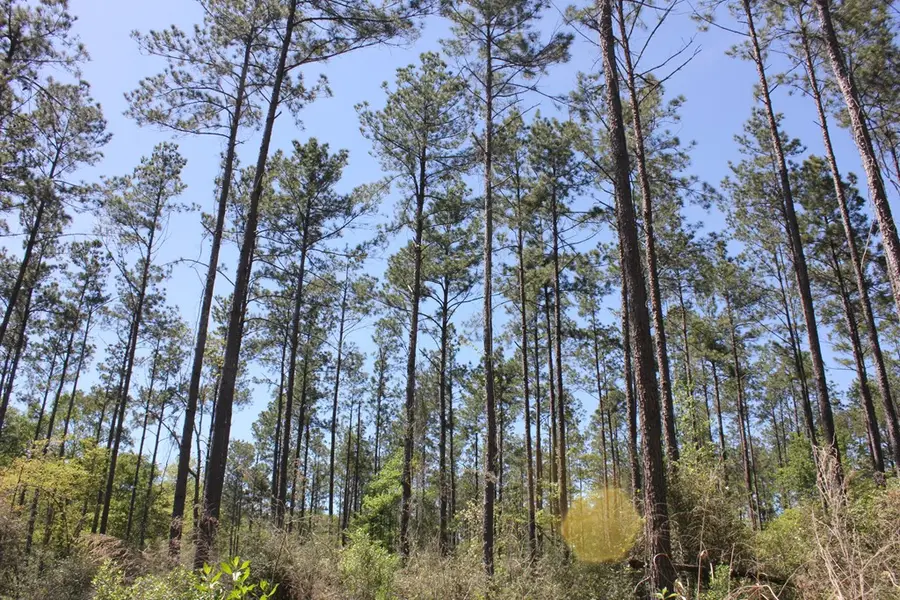 PID 36982 Hwy 103w, Lufkin, TX 75904 - #2