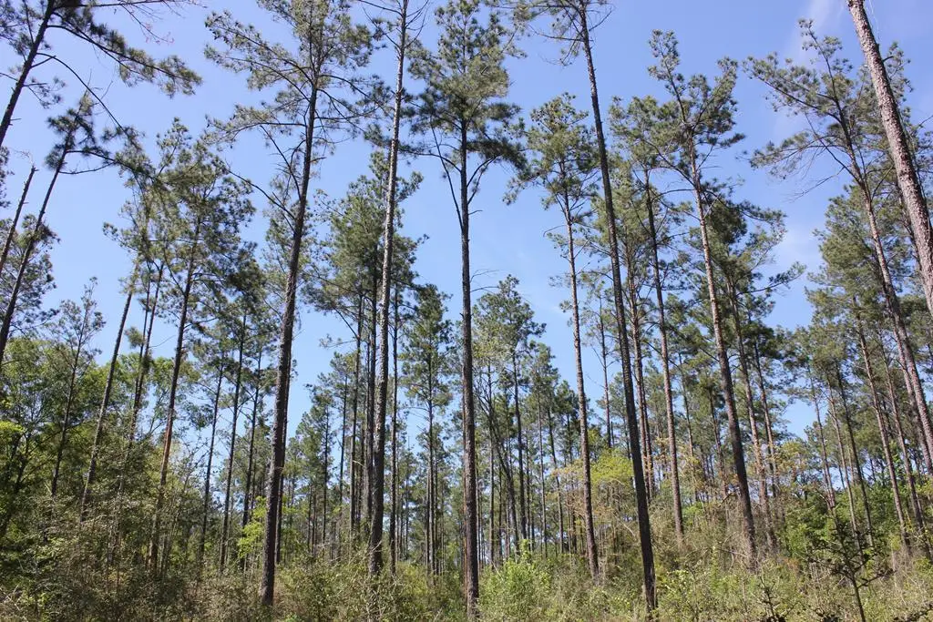 PID 36982 Hwy 103w, Lufkin, TX 75904 - #1