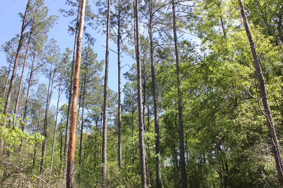PID 36982 Hwy 103w, Lufkin, TX 75904 - #2