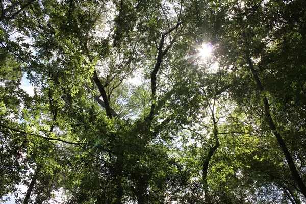 PID 11666 Barnum Loop, Corrigan, TX 75939