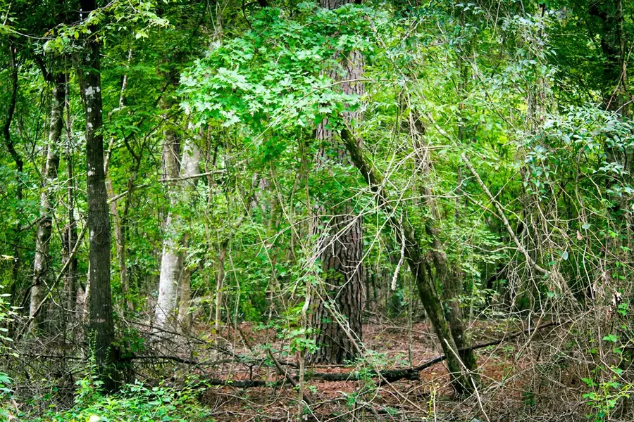 PID 29607 Ben Dunn Road, Hudson, TX 75904 - #2