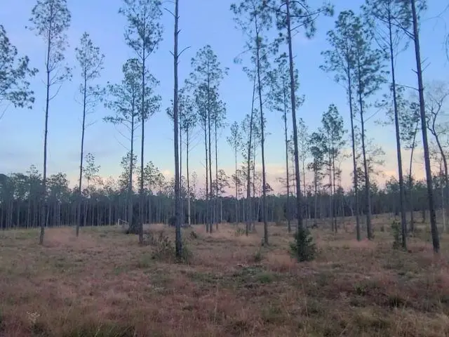 Tract 1 Lot 3 Pr 6026, Brookeland, TX 75931 - #1