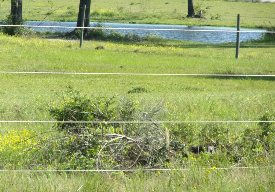 2119 Fairdale Road, Hemphill, TX 75948 - #3