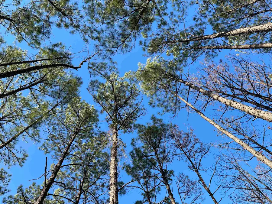 Tract 1-90 Private Rd 6028, Brookeland, TX 75931 - #2