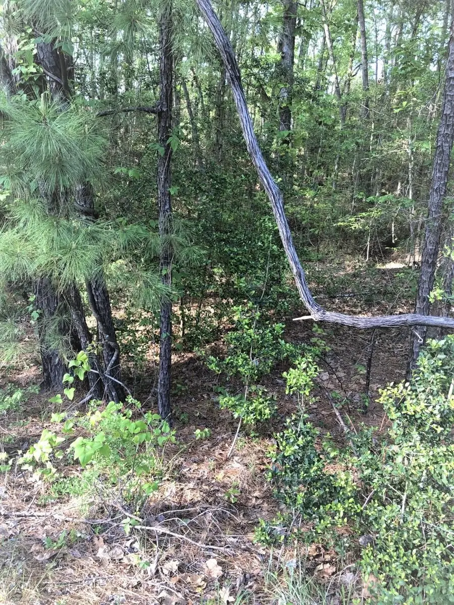 224 Piney Point Drive, Brookeland, TX 75931 - #3