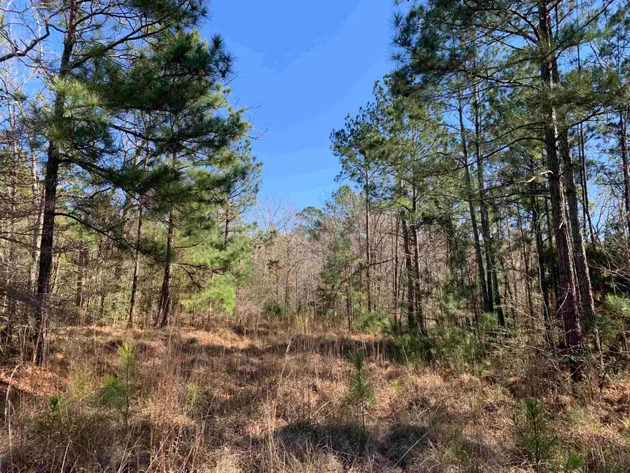 35661-35662 Wallis Point, Brookeland, TX 75931 - #2