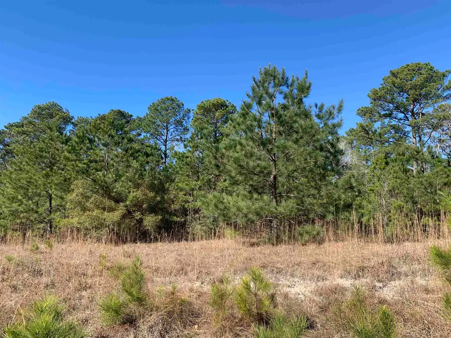 35631-35635 Wallis Point, Brookeland, TX 75931 - #3