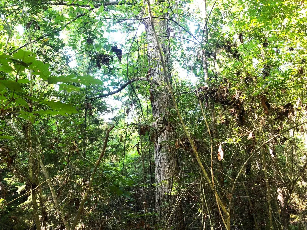 8835 S Hwy 96, Jasper, TX 75951 - #1