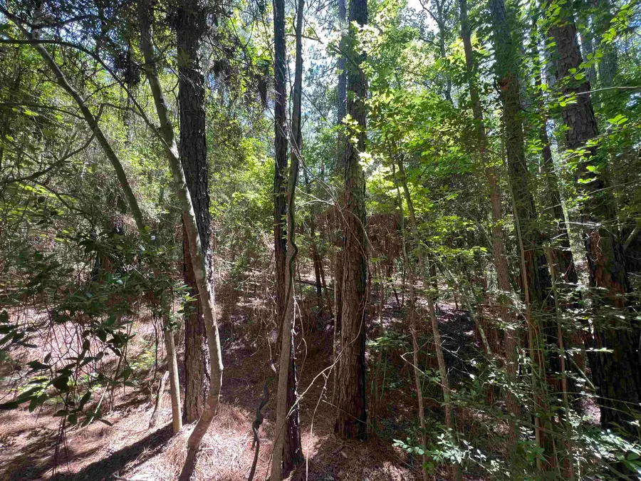 125 Dewberry Drive, Sam Rayburn, TX 75951 - #3