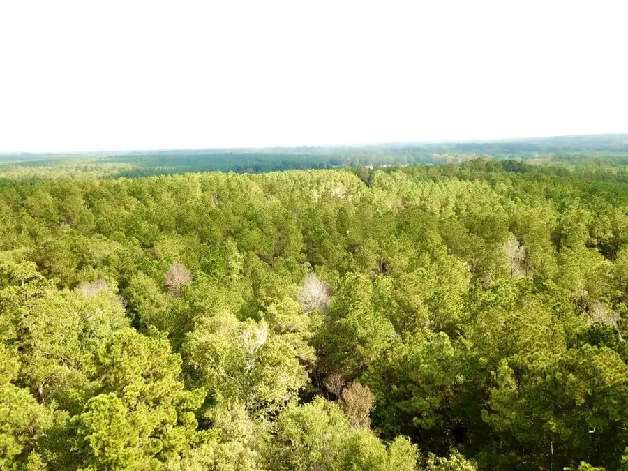 6.8 ACRES Cr 2310, Woodville, TX 75979 - #3