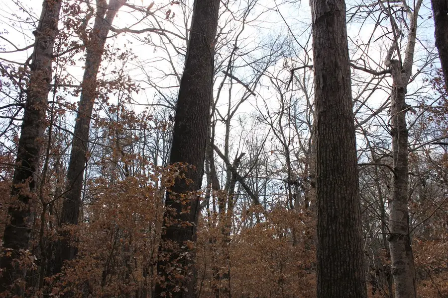 PID 7331 Us Hwy 59 N, Garrison, TX 75946 - #3