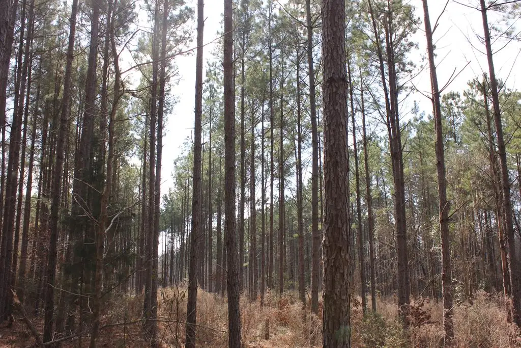 PID 7331 Us Hwy 59 N, Garrison, TX 75946 - #1