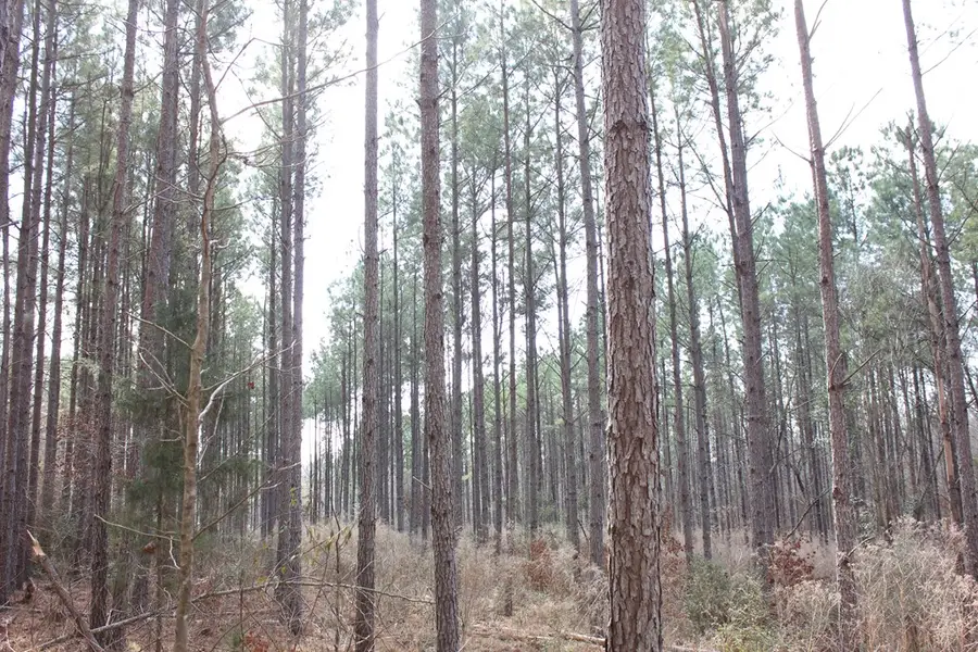 PID 7331 Us Hwy 59 N, Garrison, TX 75946 - #3