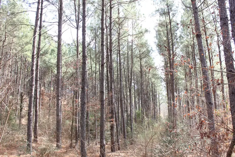 PID 7331 Us Hwy 59 N, Garrison, TX 75946 - #3