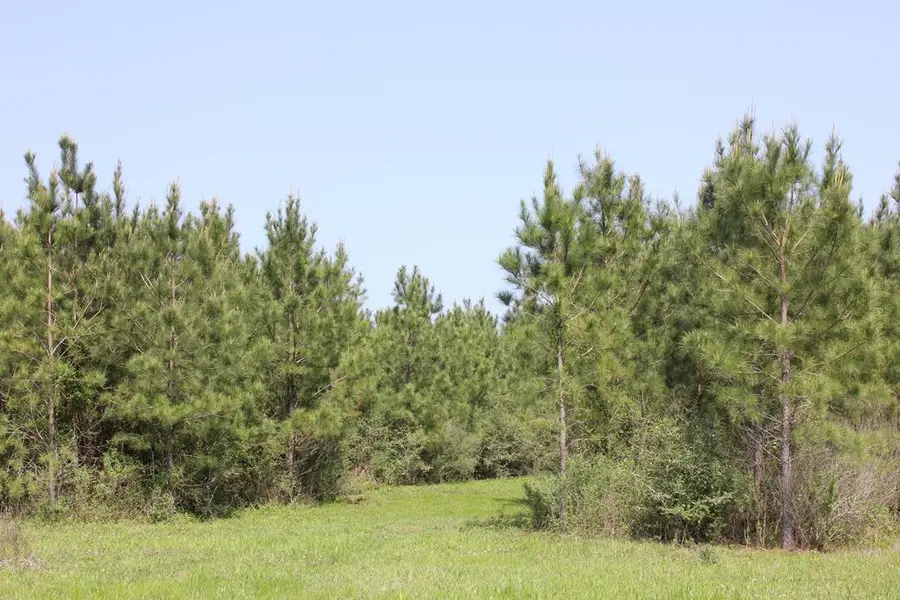 795 Cc Road, Diboll, TX 75941 - #2