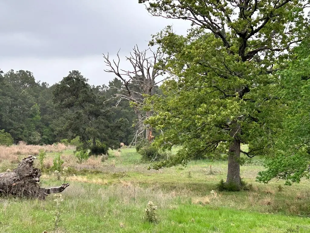 Lot 203 Overhill Court, Hillister, TX 74904 - #1