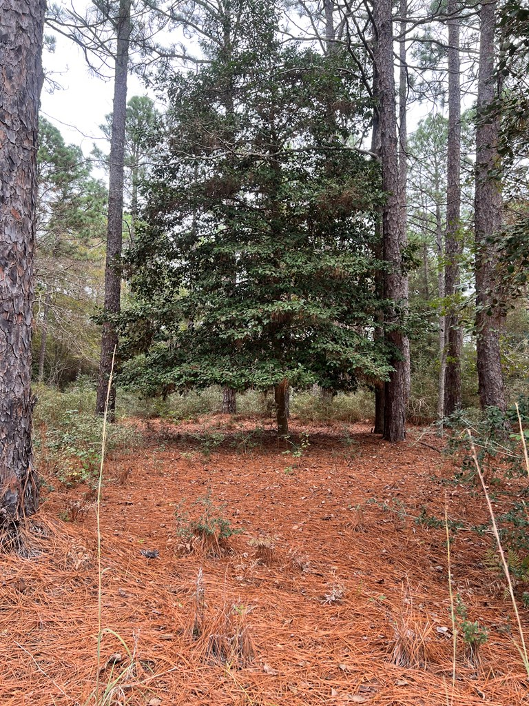 118 Teak Lane, Brookeland, TX 75931 - #3