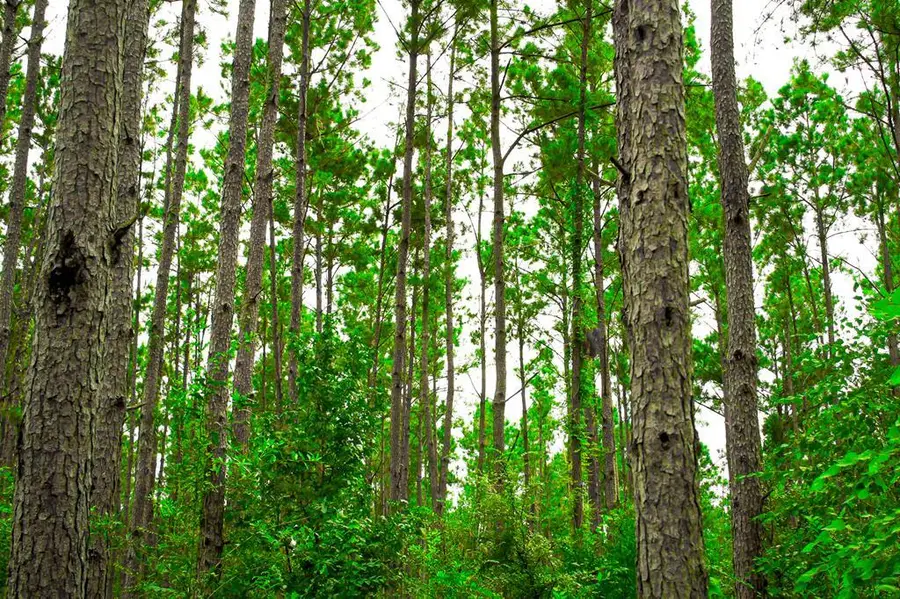 PID 45 Hwy 7, Nacogdoches, TX 75964 - #2