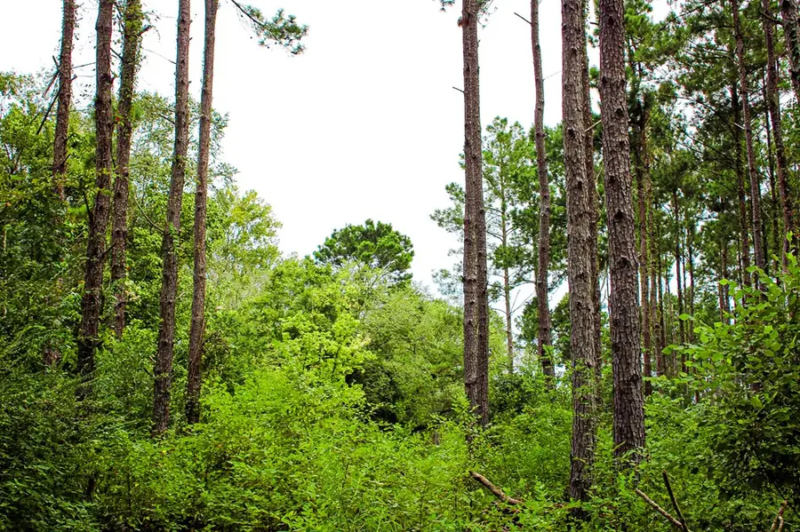 PID 45 Hwy 7, Nacogdoches, TX 75964 - #3