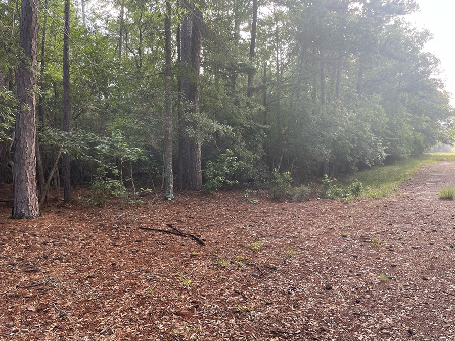 LOT 2 Buck Alley, Village Mills, TX 77663 - #2