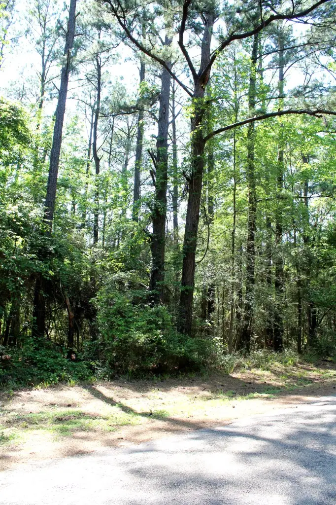 1090 Cedar Grove Road, Hemphill, TX 75948 - #2