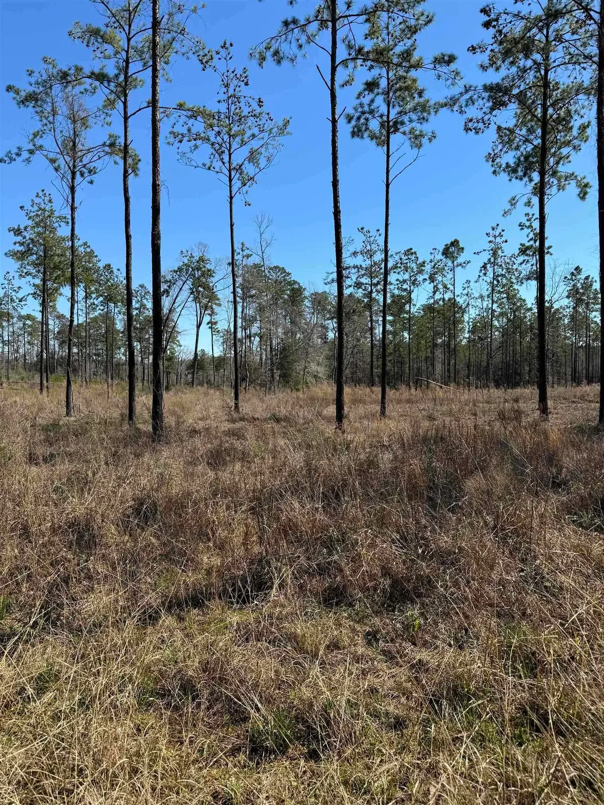 081 Pr 6026, Brookeland, TX 75931 - #1