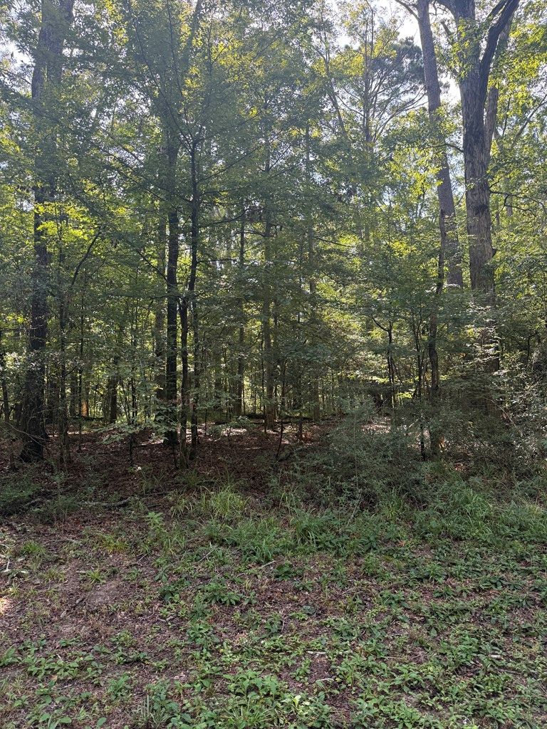 R000119001 Admiral Drive, Hemphill, TX 75948 - #3