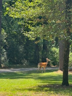 114 Marlin Drive, Hemphill, TX 75948 - #2