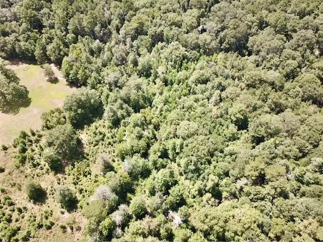 8.2+/- Acs Fm 92 S, Woodville, TX 75979 - #3