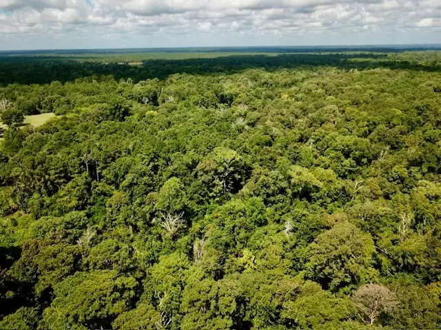 11.826+/- County Road 4190, Woodville, TX 75979 - #2