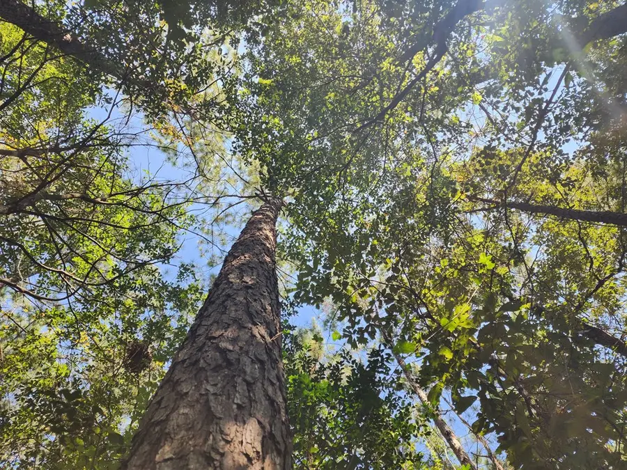 9.661 AC Us Highway Business 96, Buna, TX 77612 - #3