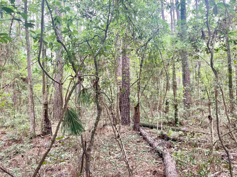 R000118011 Starfish Dr., Hemphill, TX 75948 - #3