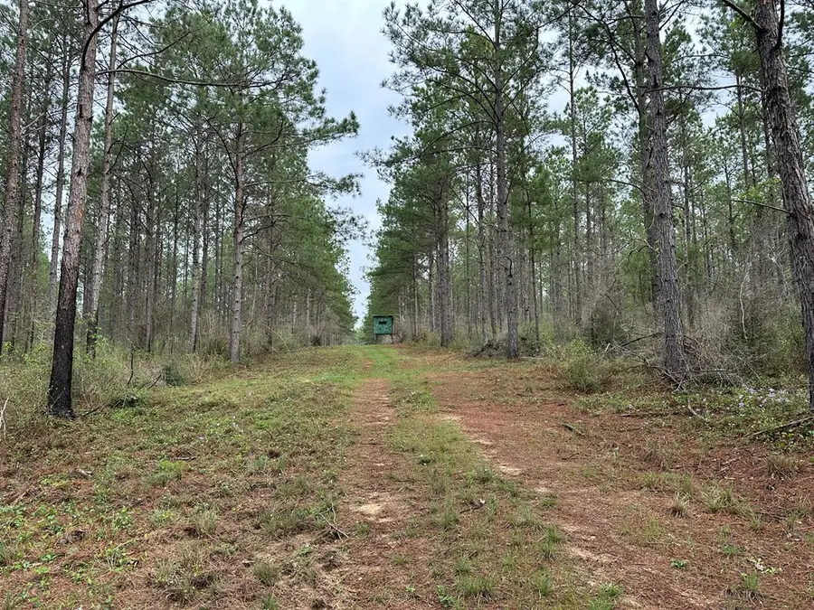 TBD Fm 1005, Jasper, TX 75951 - #3