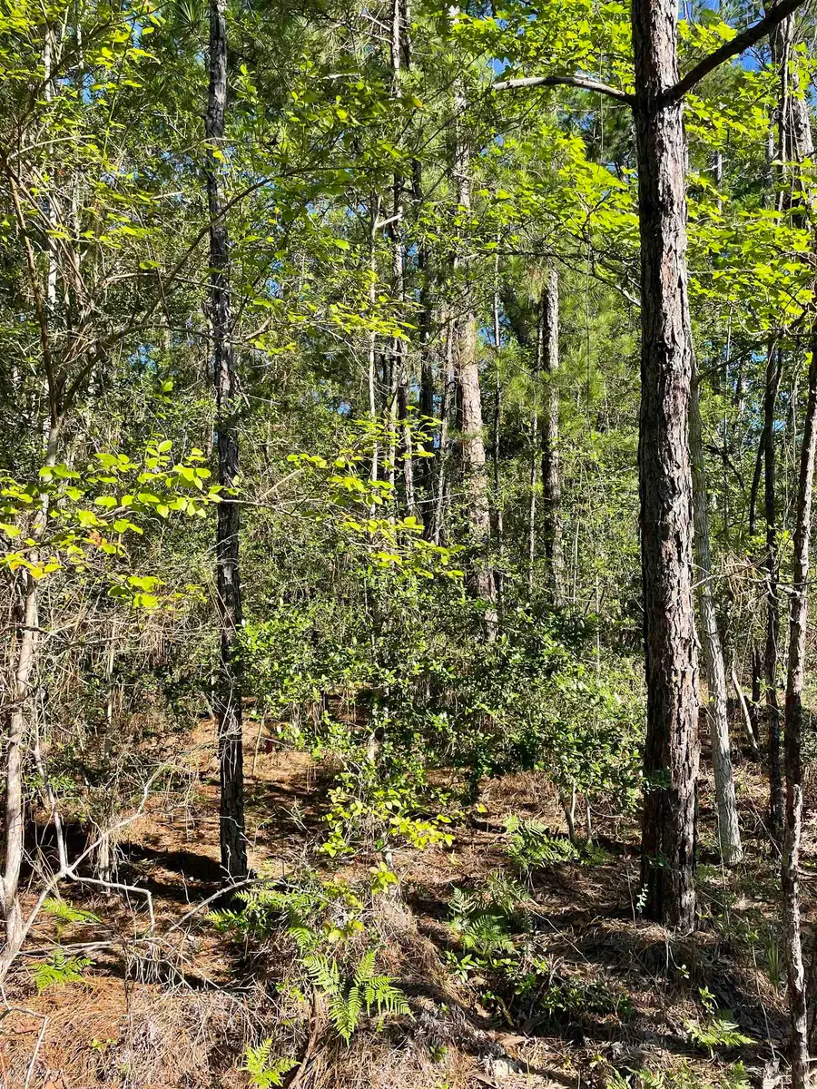 131 Glenwood Court, Brookeland, TX 75931 - #3