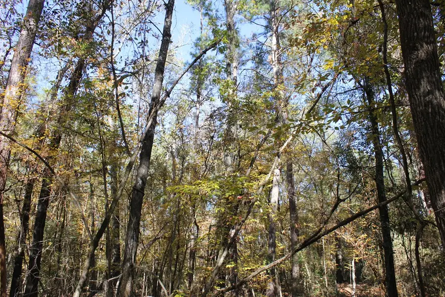 PID 25936 Moore Cemetery Road, Groveton, TX 75845 - #3