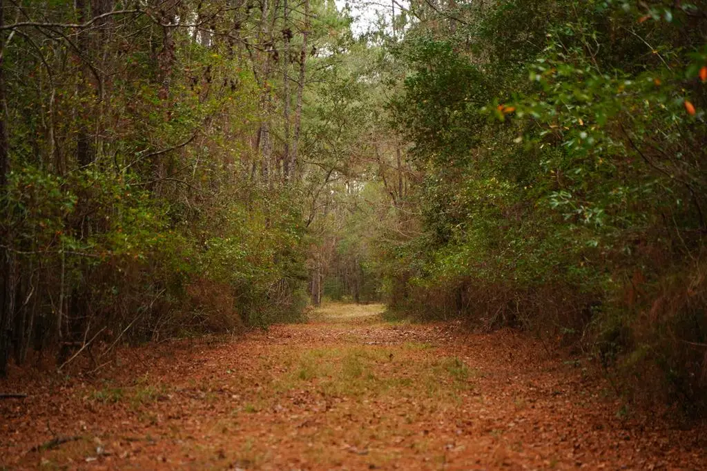 TBD Fm 418, Kountze, TX 77625 - #1