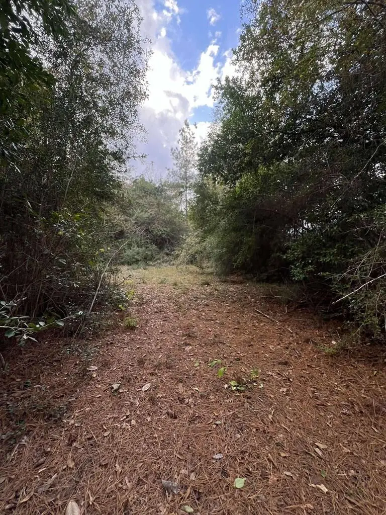 15121 Highway 87 N, Call, TX 75933 - #1