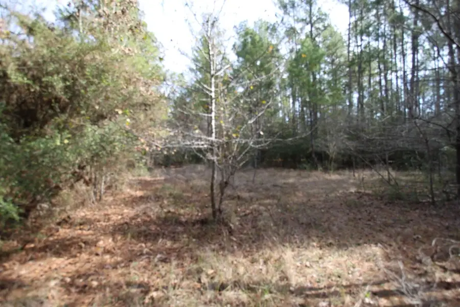 R 122777 Jape Massingill Lane, Diboll, TX 75941 - #3