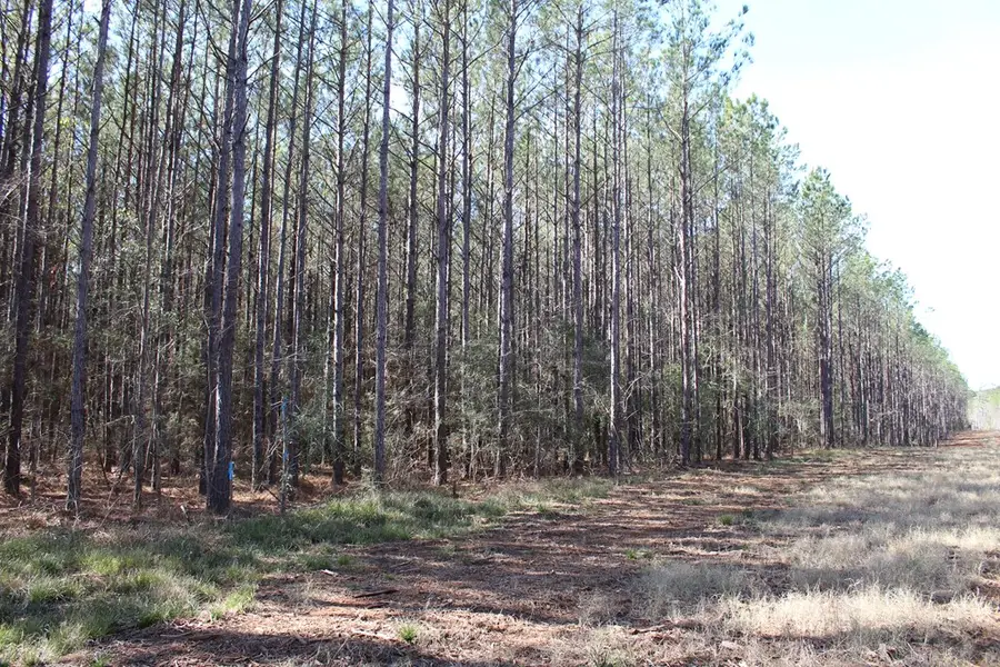 R18754 Fm 1751, San Augustine, TX 75972 - #2