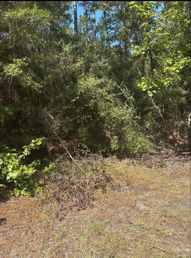 233 Tallowood Drive, Brookeland, TX 75931 - #3