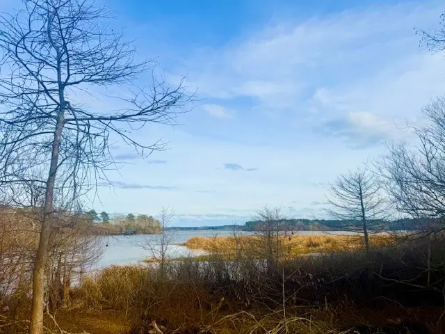 407 Old Tejas Trail West, Hemphill, TX 75948 - #2