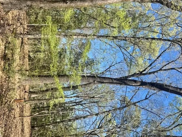 Lot 2 White Oak Drive, Etoile, TX 75944 - #2