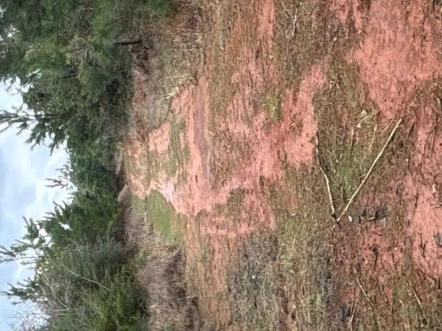 TR 15 Hwy 21e, Hemphill, TX 75948 - #3