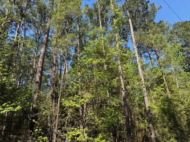 513 County Road 491s, Broaddus, TX 75929 - #2