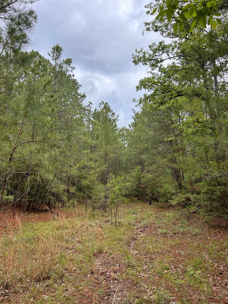 R35819 Crooked Branch Road, Brookeland, TX 75931 - #3