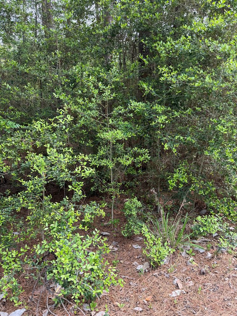 105 Brightberry Court, Brookeland, TX 75931 - #1