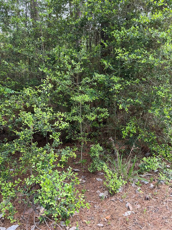 105 Brightberry Court, Brookeland, TX 75931