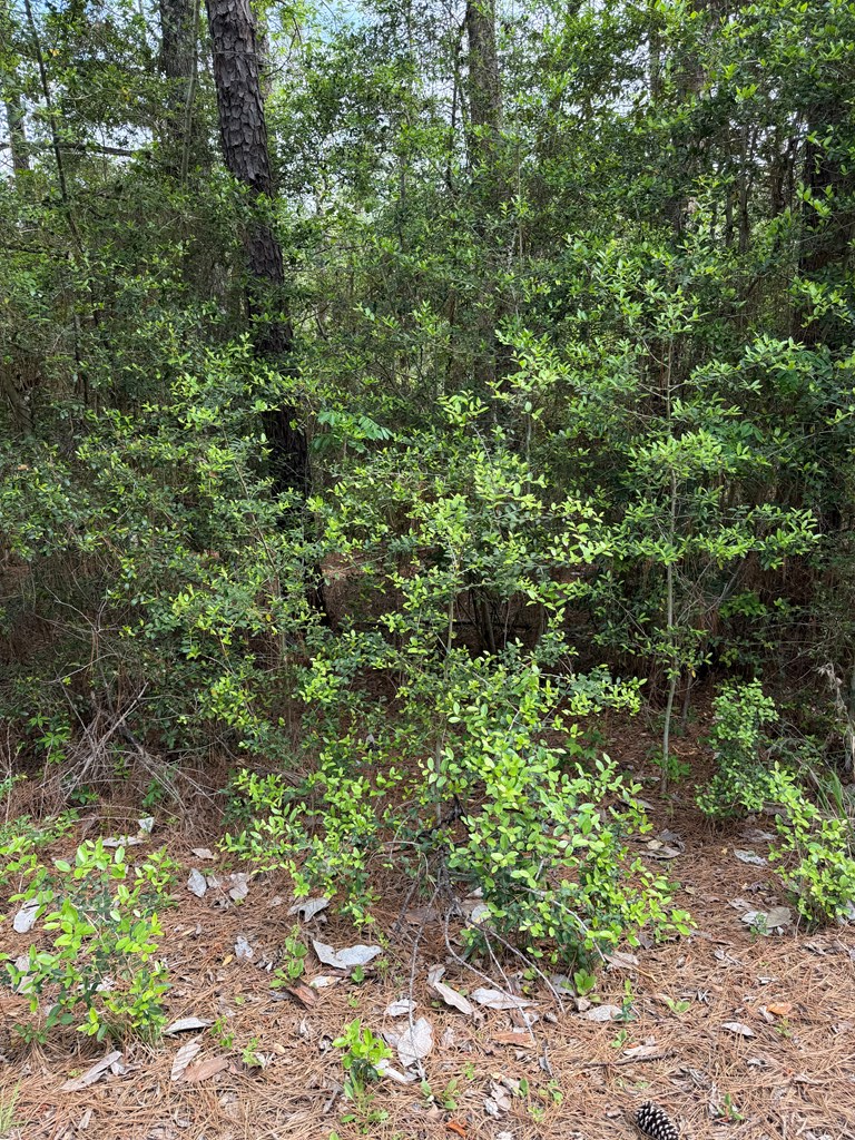 105 Brightberry Court, Brookeland, TX 75931 - #2